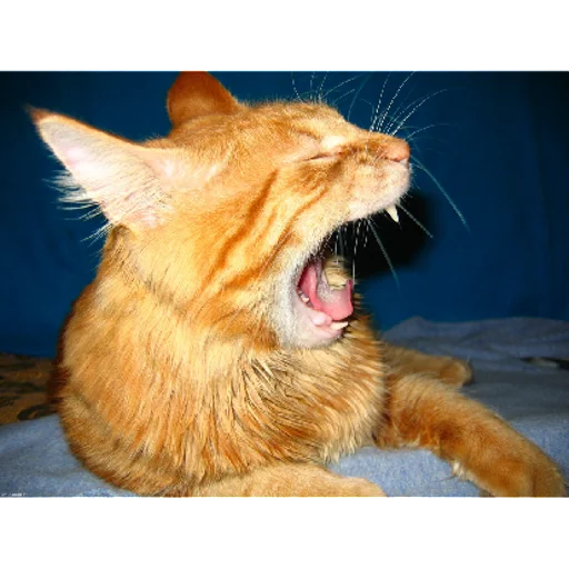 Sticker sticked_1323550814_1_by_StickedApp_bot - 1