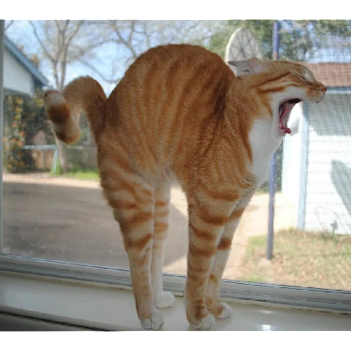 Sticker sticked_1323550814_1_by_StickedApp_bot - 1