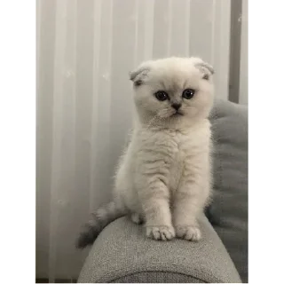 Sticker ffff | via sticked.app - 1