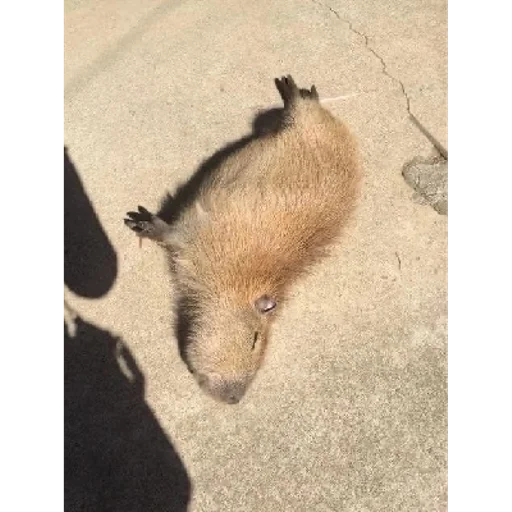 Sticker sticked_1411449366_1_by_StickedApp_bot - 1