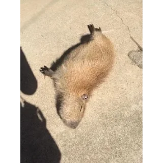 Sticker чо блин | via sticked.app - 4