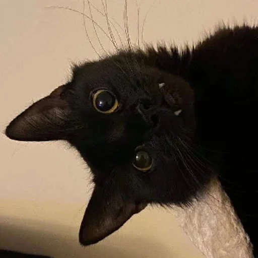 Сладкая булочка 😹 | via sticked.app - 