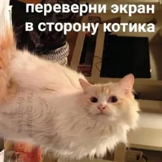 Sticker Сладкая булочка 😹 | via sticked.app - 2