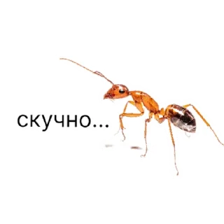 Стикер million_ants_pro_maxi | via sticked.app - 2