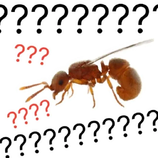 Стикер million_ants_pro_maxi | via sticked.app - 0