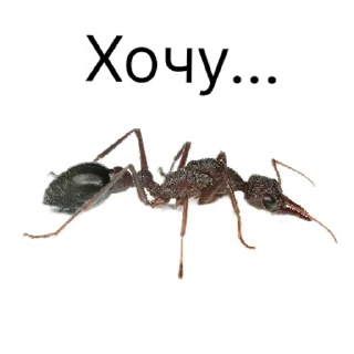 Стикер million_ants_pro_maxi | via sticked.app - 4