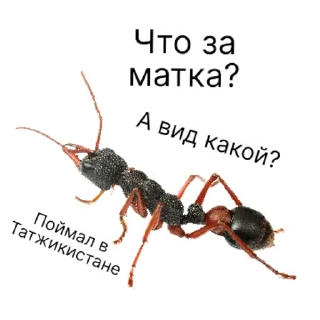 Стикер million_ants_pro_maxi | via sticked.app - 1