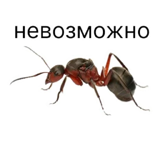 Стикер million_ants_pro_maxi | via sticked.app - 6