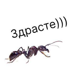 Стикер million_ants_pro_maxi | via sticked.app - 3
