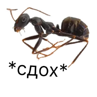 Стикер million_ants_pro_maxi | via sticked.app - 8