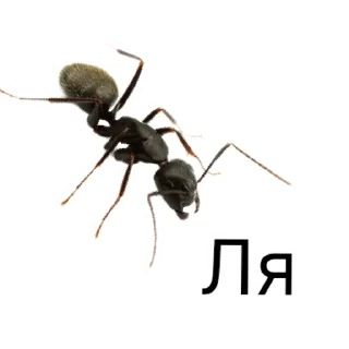 Стикер million_ants_pro_maxi | via sticked.app - 5