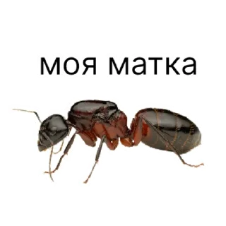 Стикер million_ants_pro_maxi | via sticked.app - 10