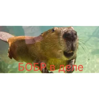 Стикер ролл | via sticked.app - 9