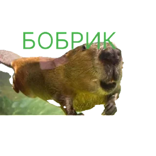 Стикер ролл | via sticked.app - 4