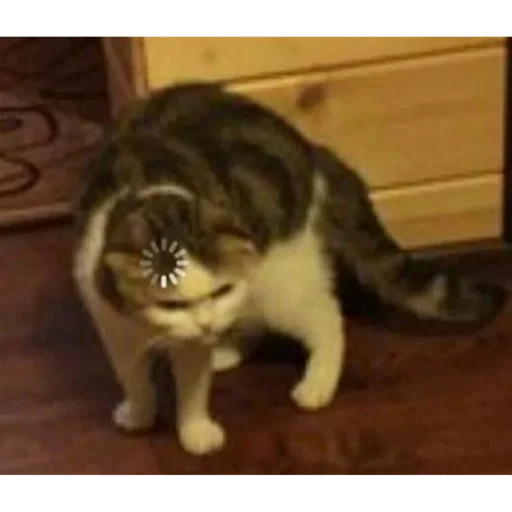 животное млекопитающее комнатный