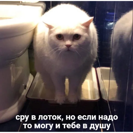 кошки малого и среднего размера домашняя кошка кошка