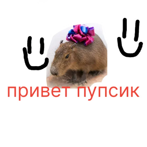 капибара | via sticked.app - 