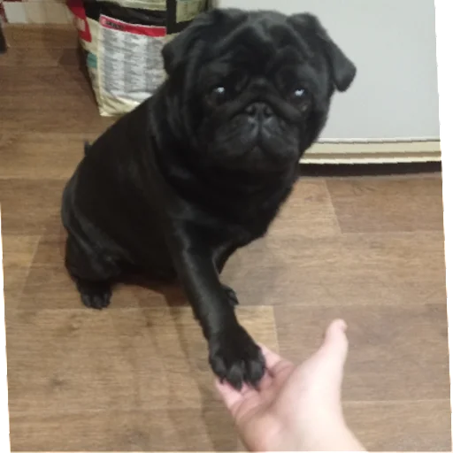 Стикер sticked_5223595303_1_by_StickedApp_bot - 1