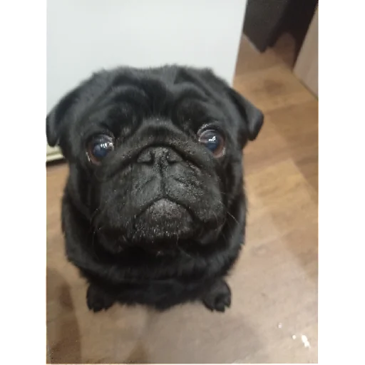 Стикер sticked_5223595303_1_by_StickedApp_bot - 1