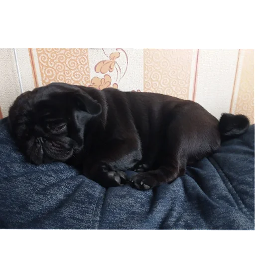 Sticker sticked_5223595303_1_by_StickedApp_bot - 1