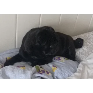 Стикер лу | via sticked.app - 1