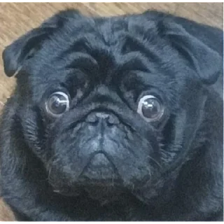 Стикер лу | via sticked.app - 6