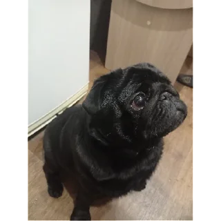 Стикер лу | via sticked.app - 10