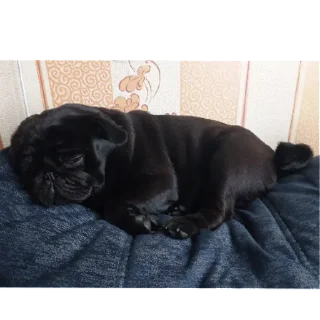 Стикер лу | via sticked.app - 2