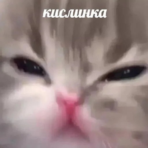 Sticker Просто стикеры от Лерки | via sticked.app - 7