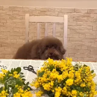 Sticker Ипучие | via sticked.app - 1