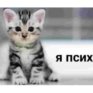 животное млекопитающее кошка