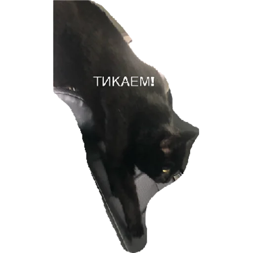 Богини этого мира | via sticked.app - 