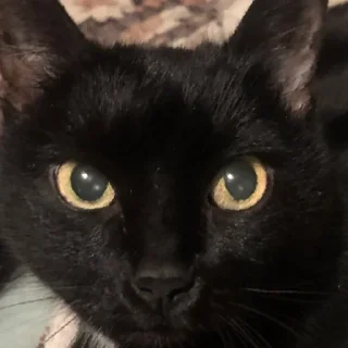 Sticker Богини этого мира | via sticked.app - 8