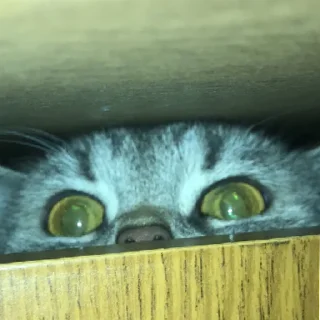 Sticker Богини этого мира | via sticked.app - 1