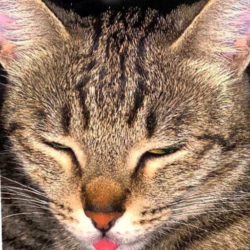 КисаЛитлДемона | via sticked.app - 