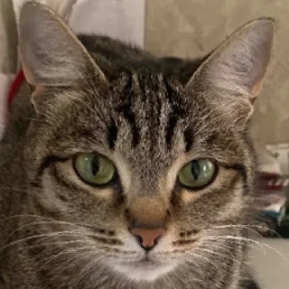 Sticker КисаЛитлДемона | via sticked.app - 10