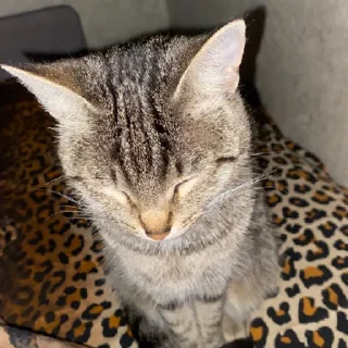 Sticker КисаЛитлДемона | via sticked.app - 9