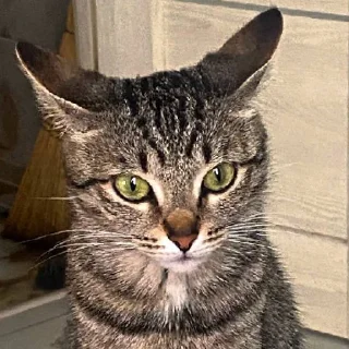 Sticker КисаЛитлДемона | via sticked.app - 4