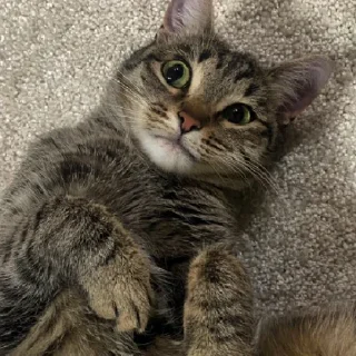 Sticker КисаЛитлДемона | via sticked.app - 8