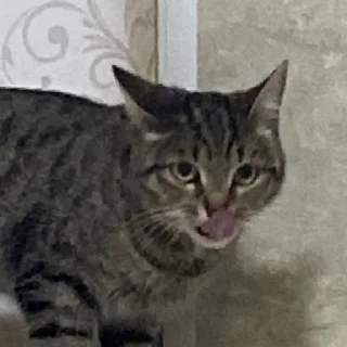 Sticker КисаЛитлДемона | via sticked.app - 2