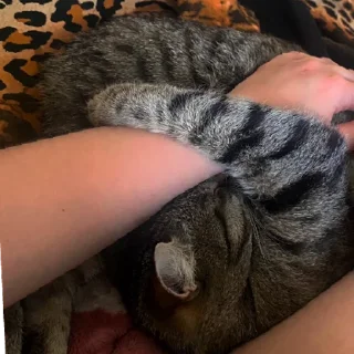 Sticker КисаЛитлДемона | via sticked.app - 5