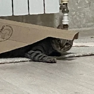 Sticker КисаЛитлДемона | via sticked.app - 11