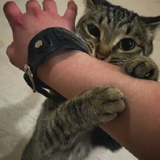 Sticker КисаЛитлДемона | via sticked.app - 0