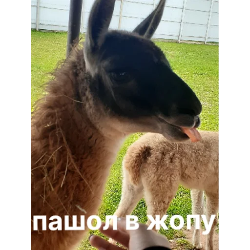 Sticker sticked_6605000847_1_by_StickedApp_bot - 1