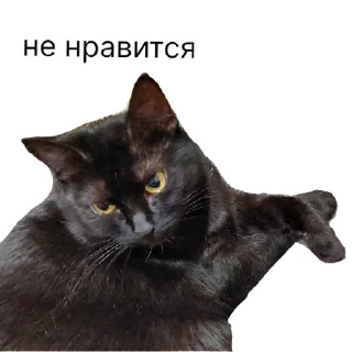 Стикер Беда | via sticked.app - 9