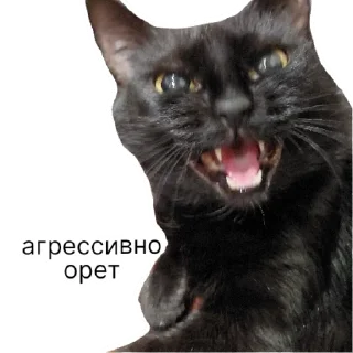 Стикер Беда | via sticked.app - 10
