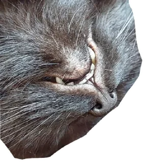 Стикер Беда | via sticked.app - 4