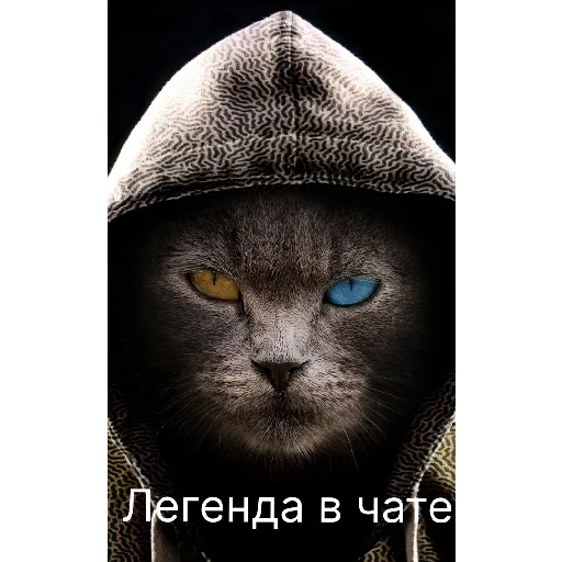 Стикер sticked_6646827906_1_by_StickedApp_bot - 1