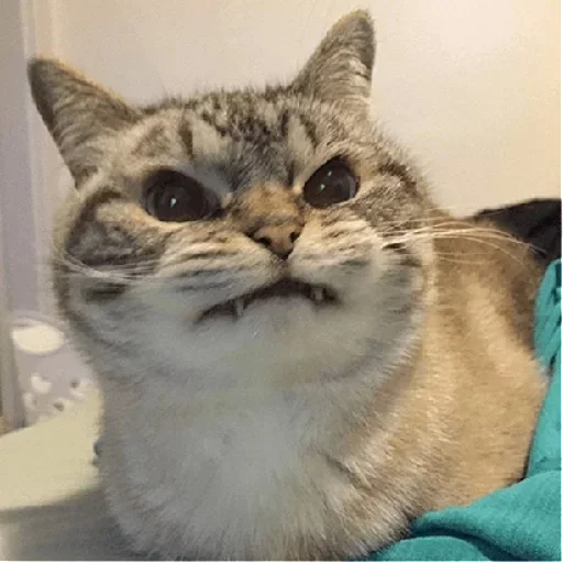 кошаки | via sticked.app - 