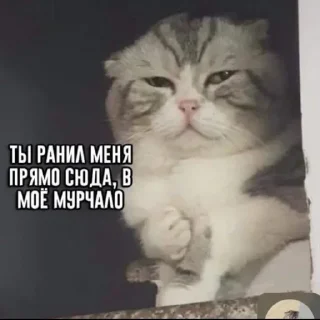 Стикер кошаки | via sticked.app - 0